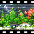 Resin Aquarium Vase With Moss Decoration For Fish And Shrimp Tanks