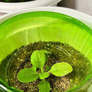 6 Or 12Pcs Garden Plant Cloches Reusable Bell Covers For Protection