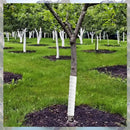 Tree Trunk Protector Plastic Guard For Weather And Animal Damage