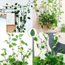 Invisible Plant Climbing Wall Clips Rattan Vine Leaf Holder Clips