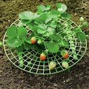 Strawberry Plant Support Rack Vegetable Growing Stand Garden Vine Protector