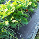 Strawberry Plant Support Rack Vegetable Growing Stand Garden Vine Protector