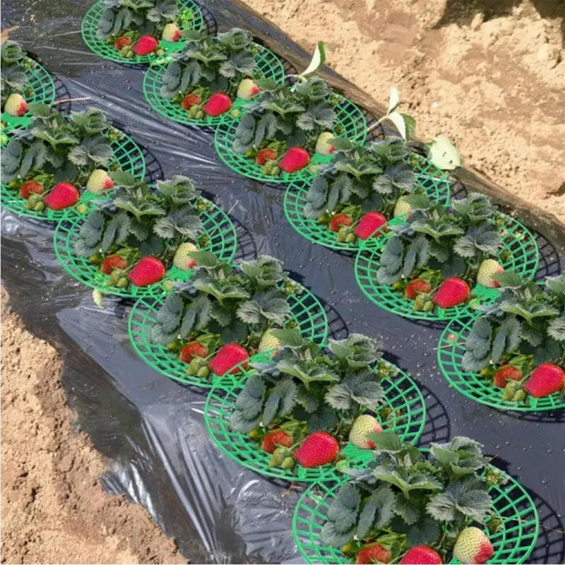 10Pcs Strawberry Plant Support Rack Vegetable Fruit Vine Growing Stand